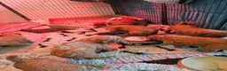 Poedel honden te koop: Prachtige lieve middenmaat poedel pups - Advertentie 2