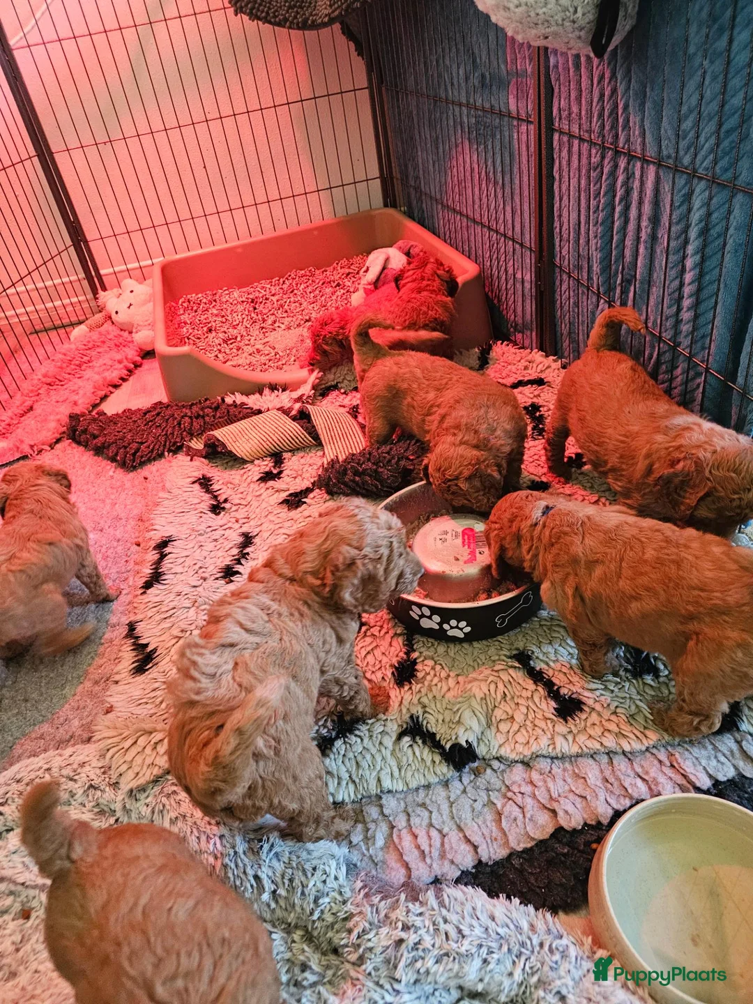 Poedel honden te koop: Prachtige lieve middenmaat poedel pups - Advertentie 2