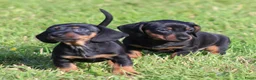 Teckel (korthaar)  honden te koop: Teckel pups - Advertentie 19