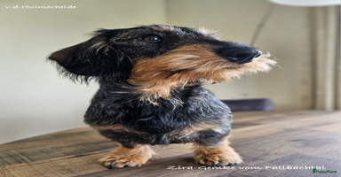 Ruwhaar Teckel honden - Advertentie 1