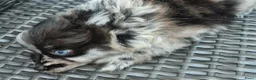 Pomeriaan honden te koop: Pomeranian reutje - Advertentie 2