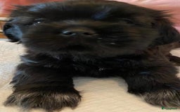 Shih Tzu honden te koop: Shih Tzu puppy's België - Afbeelding 1