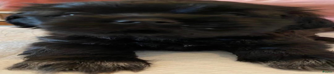 Shih Tzu Puppy 5