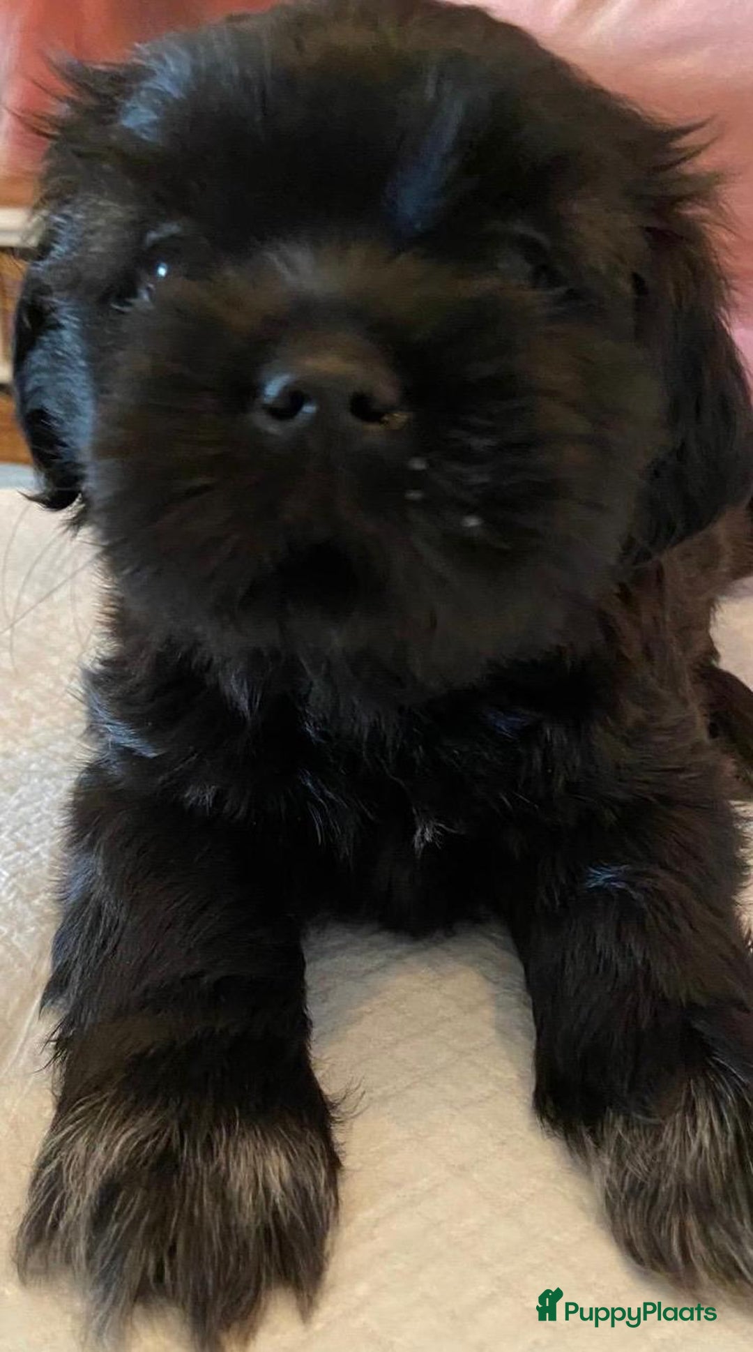Shih Tzu honden te koop: Raszuivere Shih Tzu puppy's België - Afbeelding 13