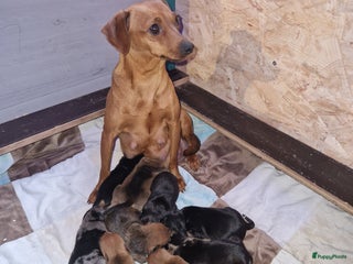 Dwergpinscher honden Dwergpinchers puppy's - Advertentie 2