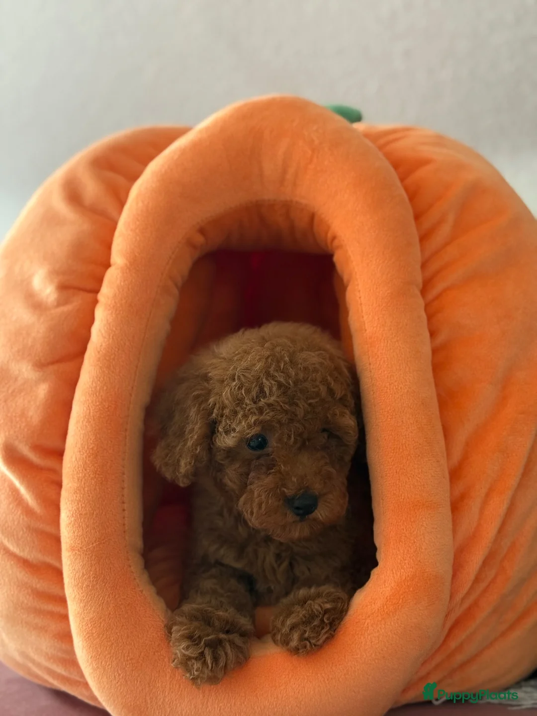 Poedel Toy honden te koop:     Lieve en sociale puppy’s zoeken een thuis - Advertentie 2