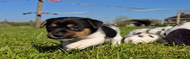 Jack Russel Terriër Puppy 2