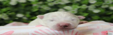 Teefje roze 