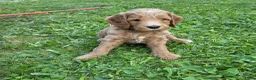 Kruising honden te koop: Labradoodle  in Boskoop - Advertentie 3