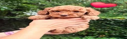 Kruising honden te koop: Kleine poedel pups (toypoedel x dwergpoedel) - Advertentie 2