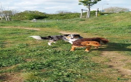 Kruising honden te koop: Kruising Aussie, Toller, Border collie - Afbeelding 4