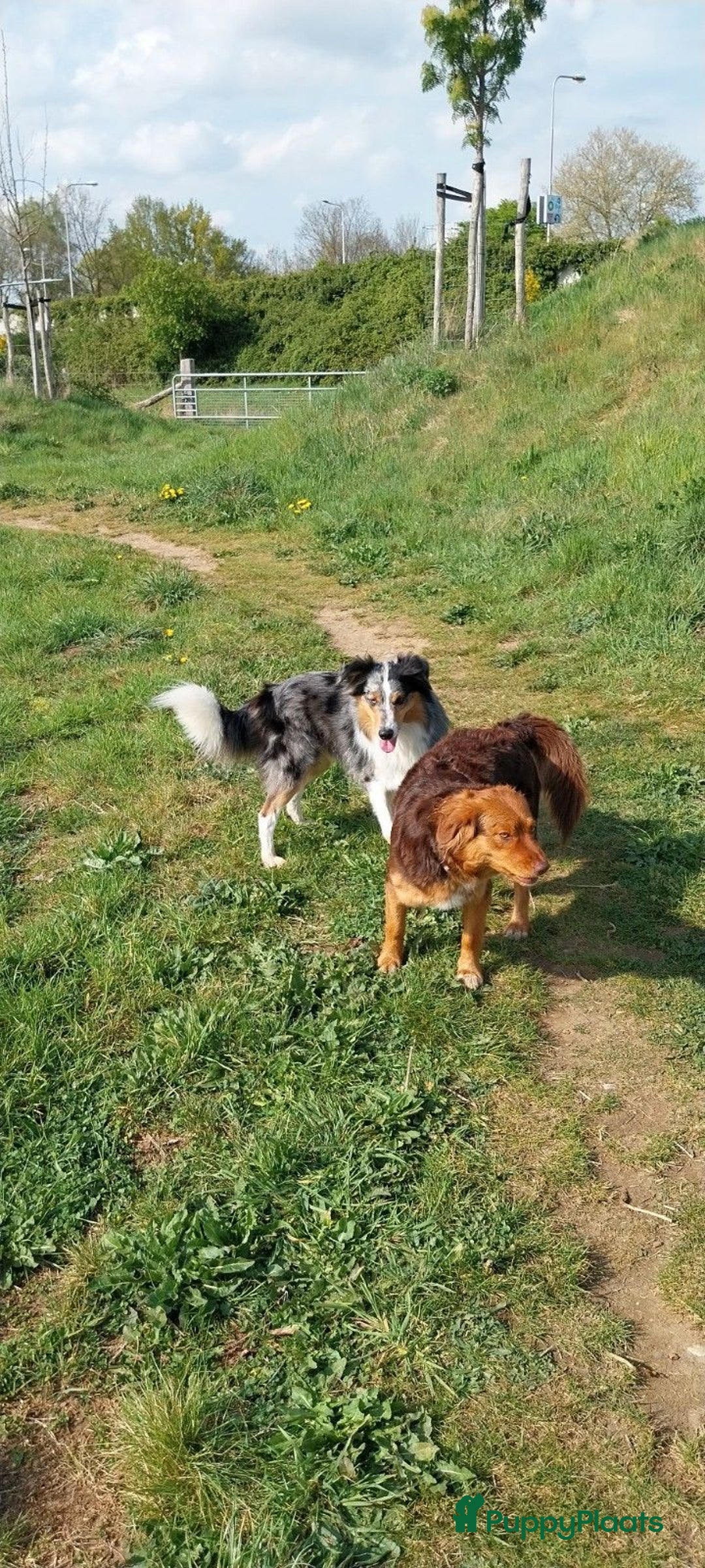Kruising honden te koop: Kruising Aussie, Toller, Border collie - Afbeelding 4