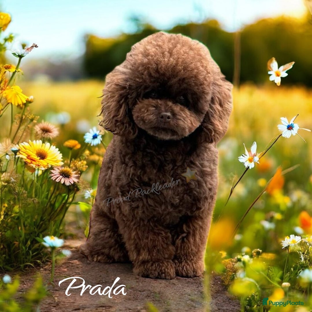 Poedel Toy honden ter dekking: Toy poedel | 26cm | FCI | volledig getest - Afbeelding 1