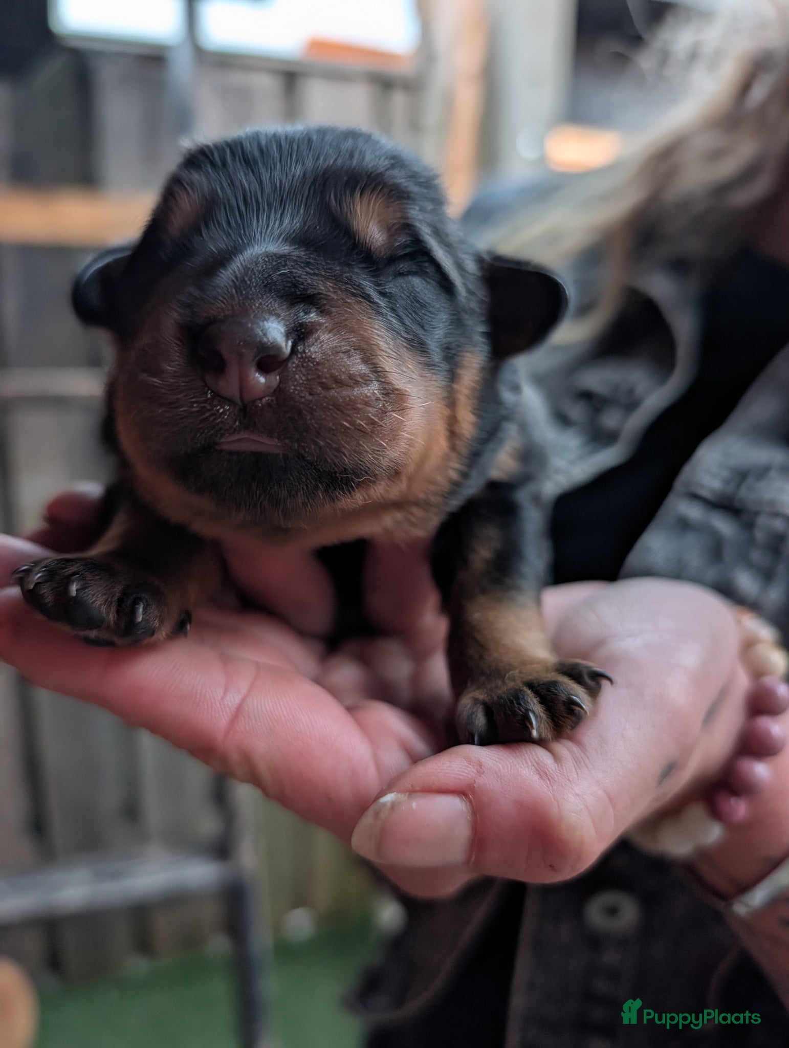 Rottweiler honden Prachtige Rottweilerpups  - Advertentie 2