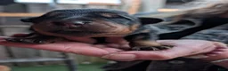Rottweiler honden te koop: Prachtige Rottweilerpups  - Advertentie 2