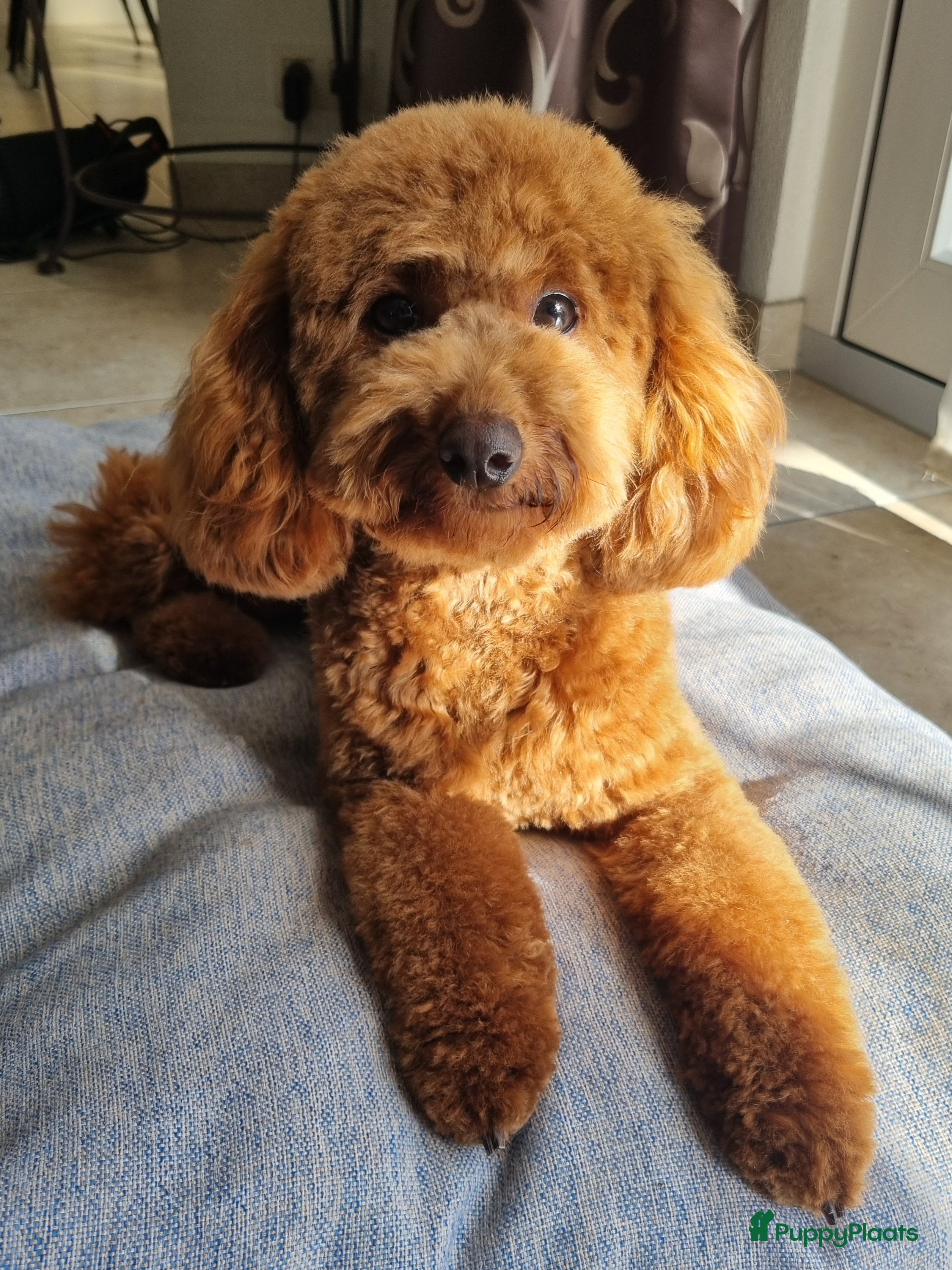 Poedel Toy honden Lieve Toypoedel pups zoeken een warm thuis - Advertentie 13