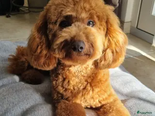 Poedel Toy honden Lieve Toypoedel pups zoeken een warm thuis - Advertentie 13