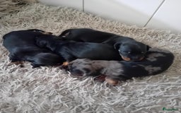 Teckel (korthaar)  honden te koop: teckel puppy 2reutjes 2 teefjes  - Afbeelding 7