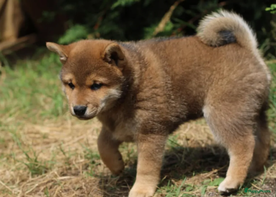 Shiba honden te koop: Shiba teefje met stamboom - Afbeelding 23