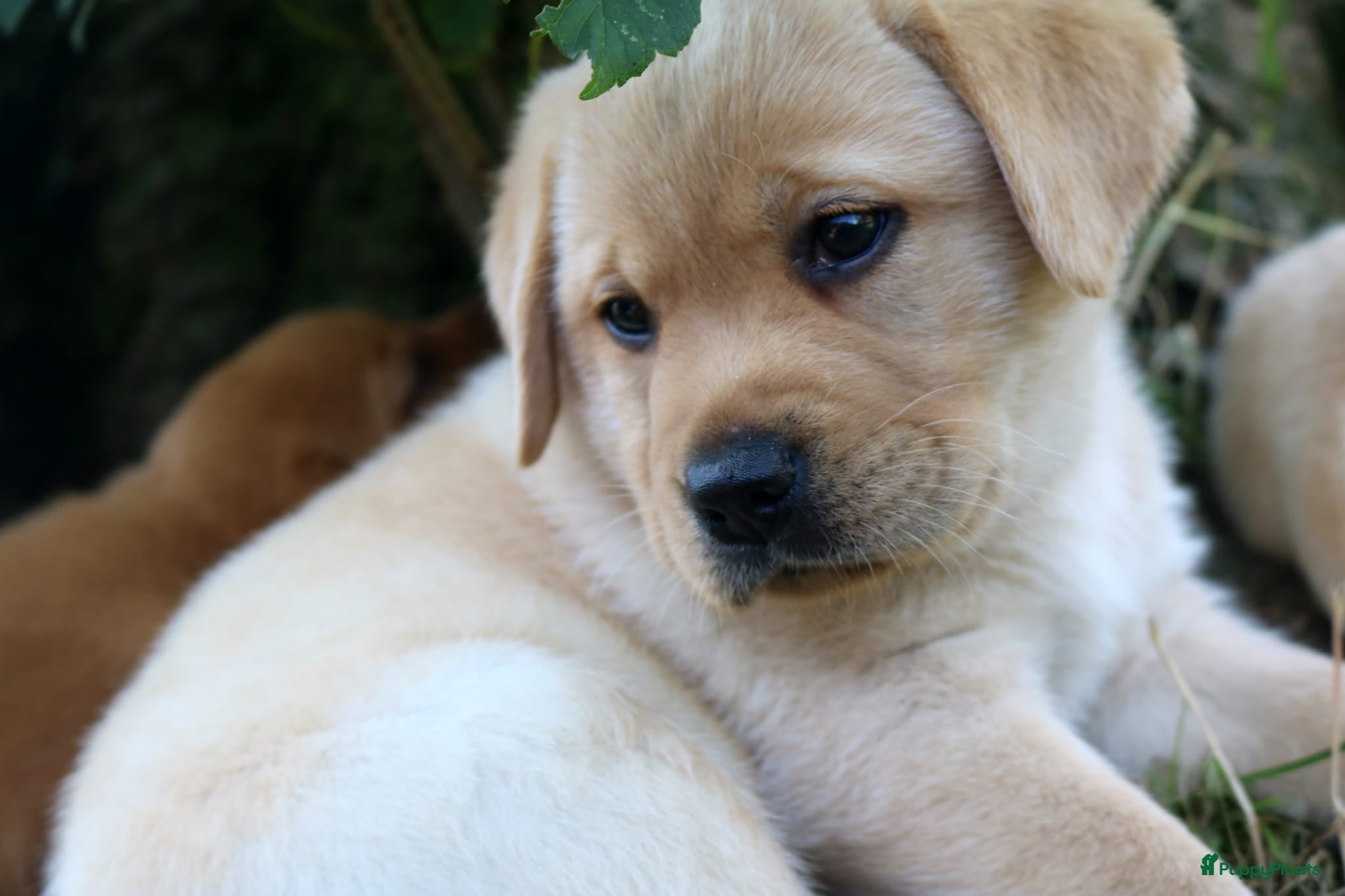 Labrador Retriever honden Mooie stamboom labrador pups - Advertentie 4