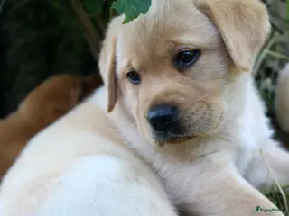 Labrador Retriever honden Mooie stamboom labrador pups - Advertentie 4