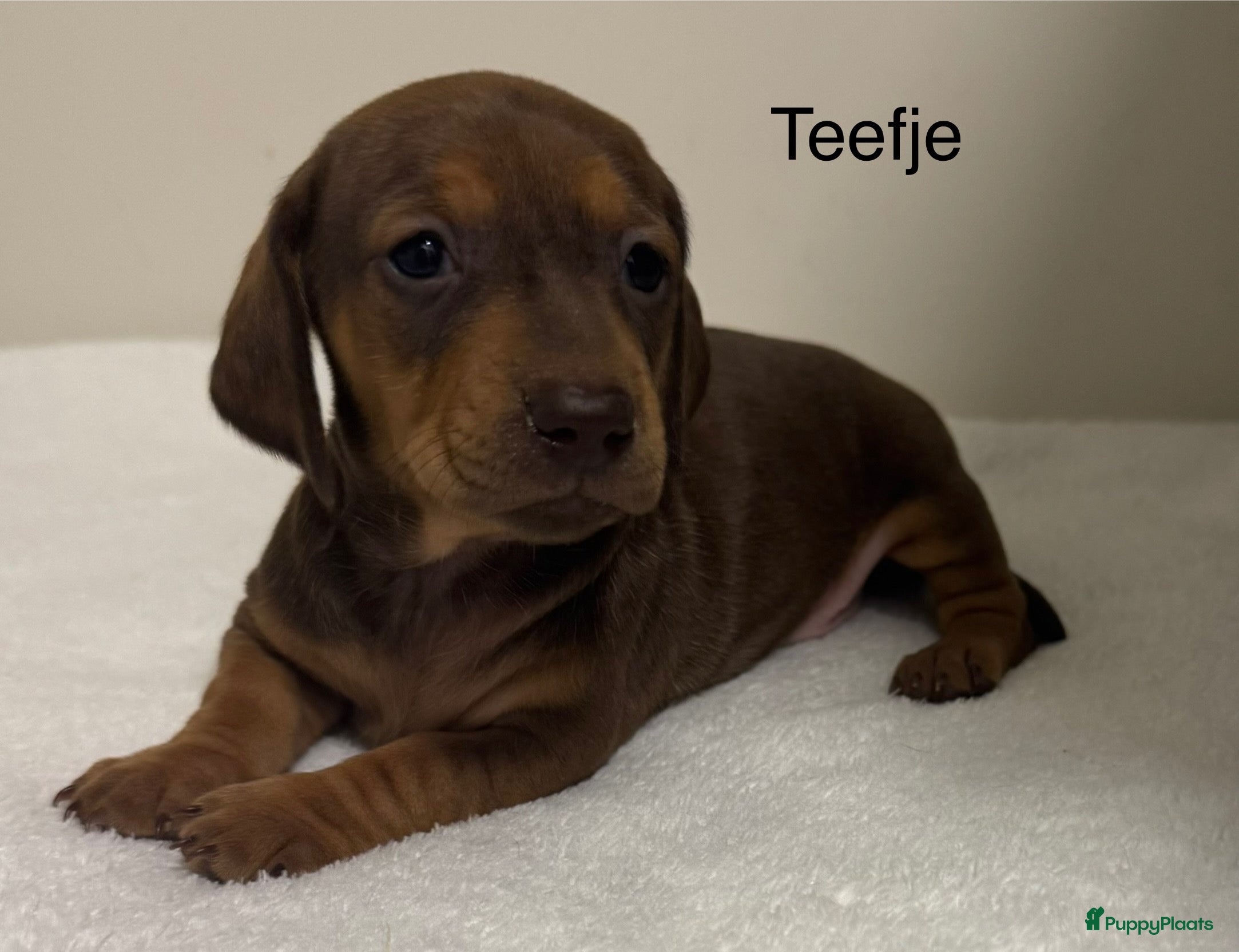Teckel (korthaar)  honden Teckel pups in huis opgevoed teefjes  - Advertentie 1