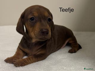 Teckel (korthaar) honden Teckel pups in huis opgevoed teefjes - Advertentie 2