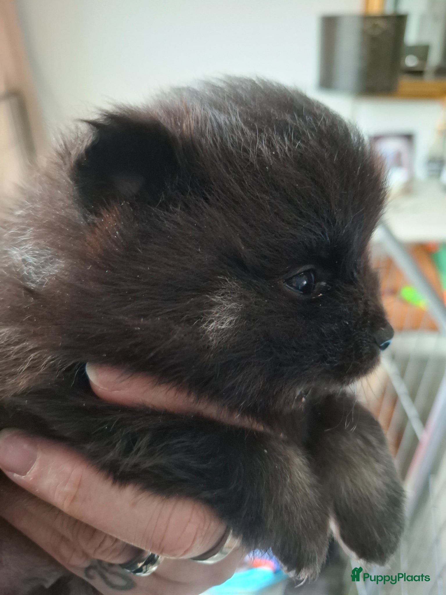 Pomeriaan honden Dwergkees nog 1 reutje - Advertentie 1