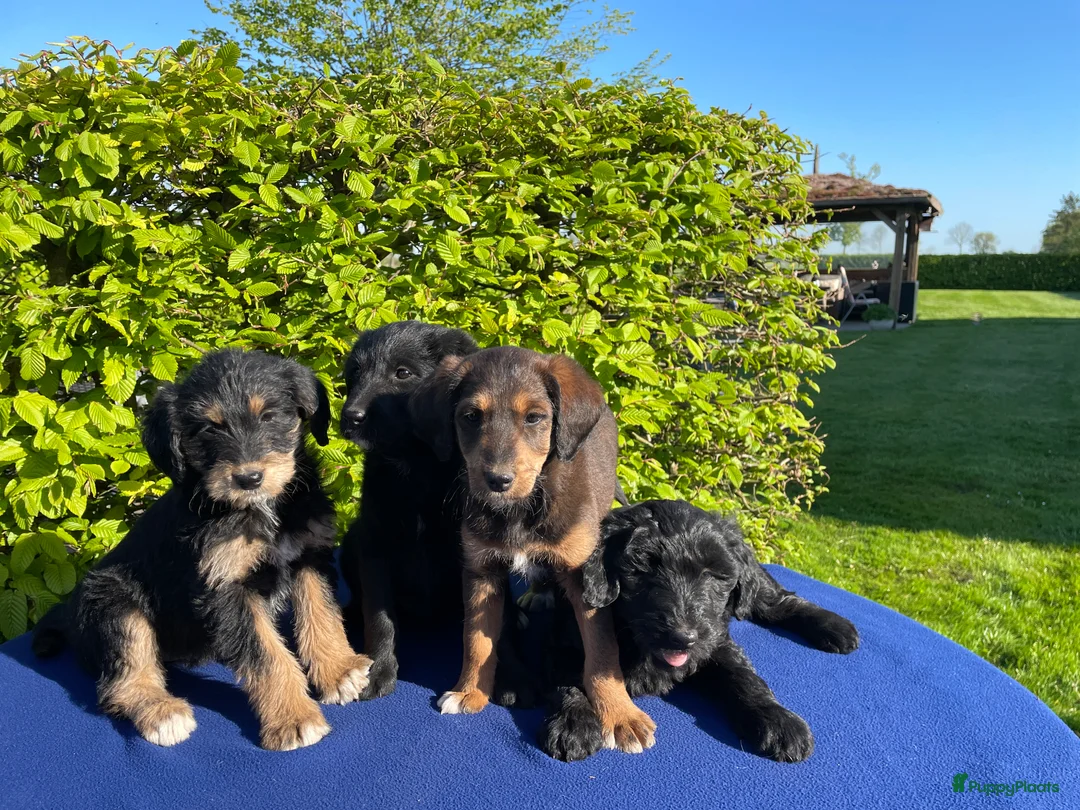 Labradoodle honden te koop: Doodle Pups - Advertentie 1
