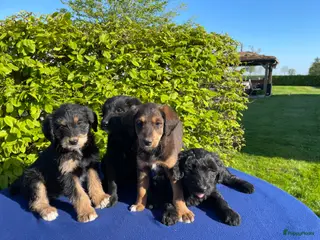 Labradoodle honden Doodle Pups - Advertentie 3