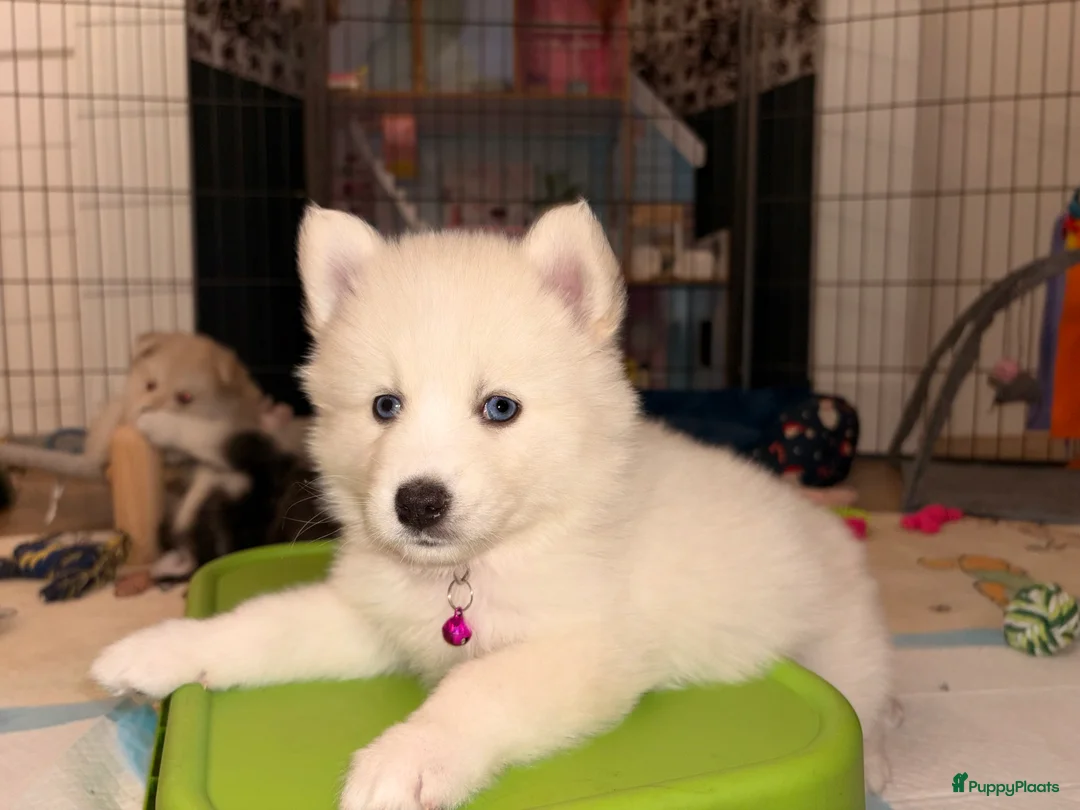 Pomsky honden te koop: Pomsky pups te koop –blauwe ogen–nog 1 beschikbaar - Advertentie 17