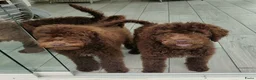 Labradoodle honden te koop: prachtige choco f4 multigen labradoodle pups - Advertentie 19