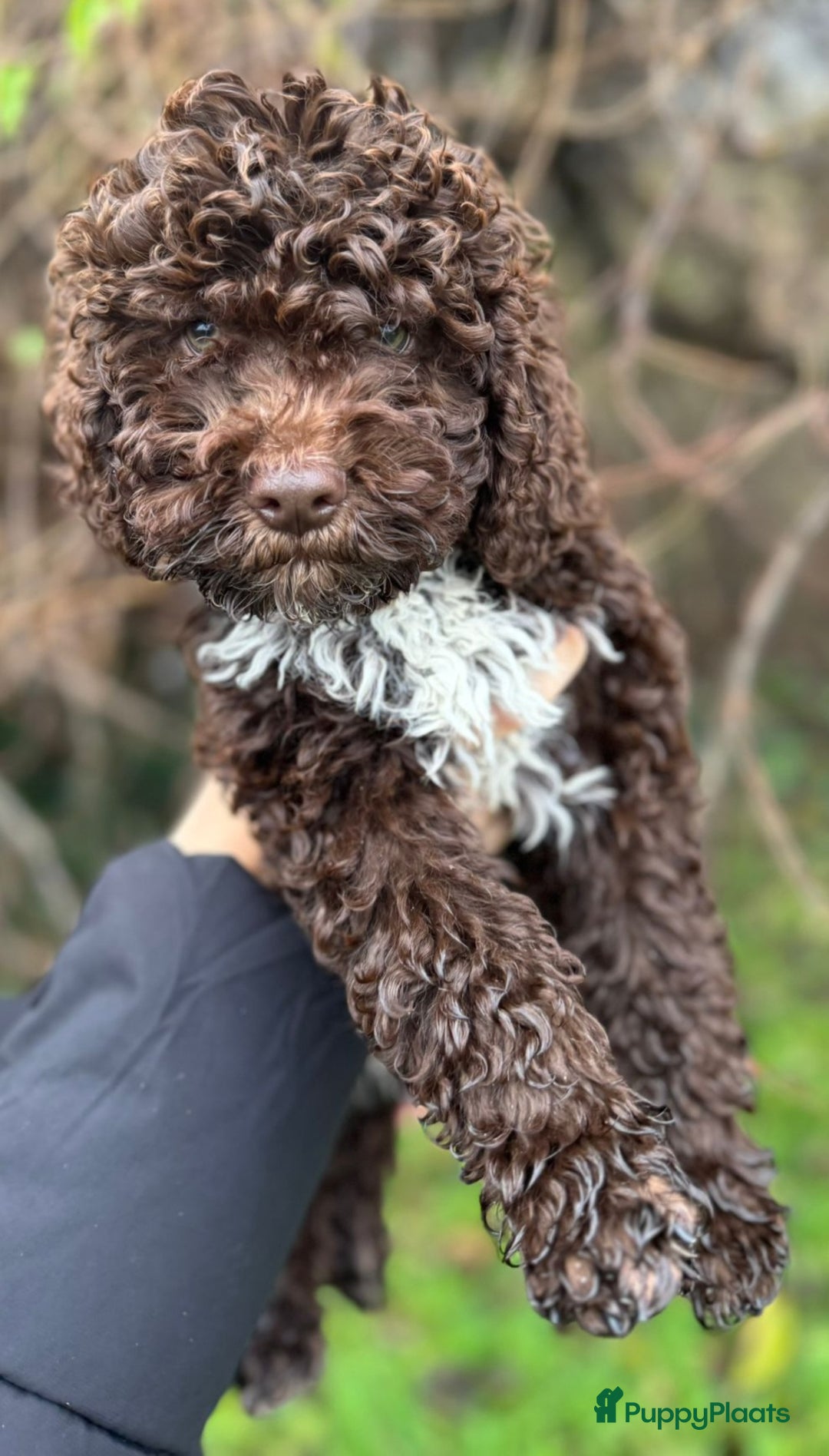 Lagotto Romagnolo honden te koop: Lagotto Romagnolo pups - Advertentie 4