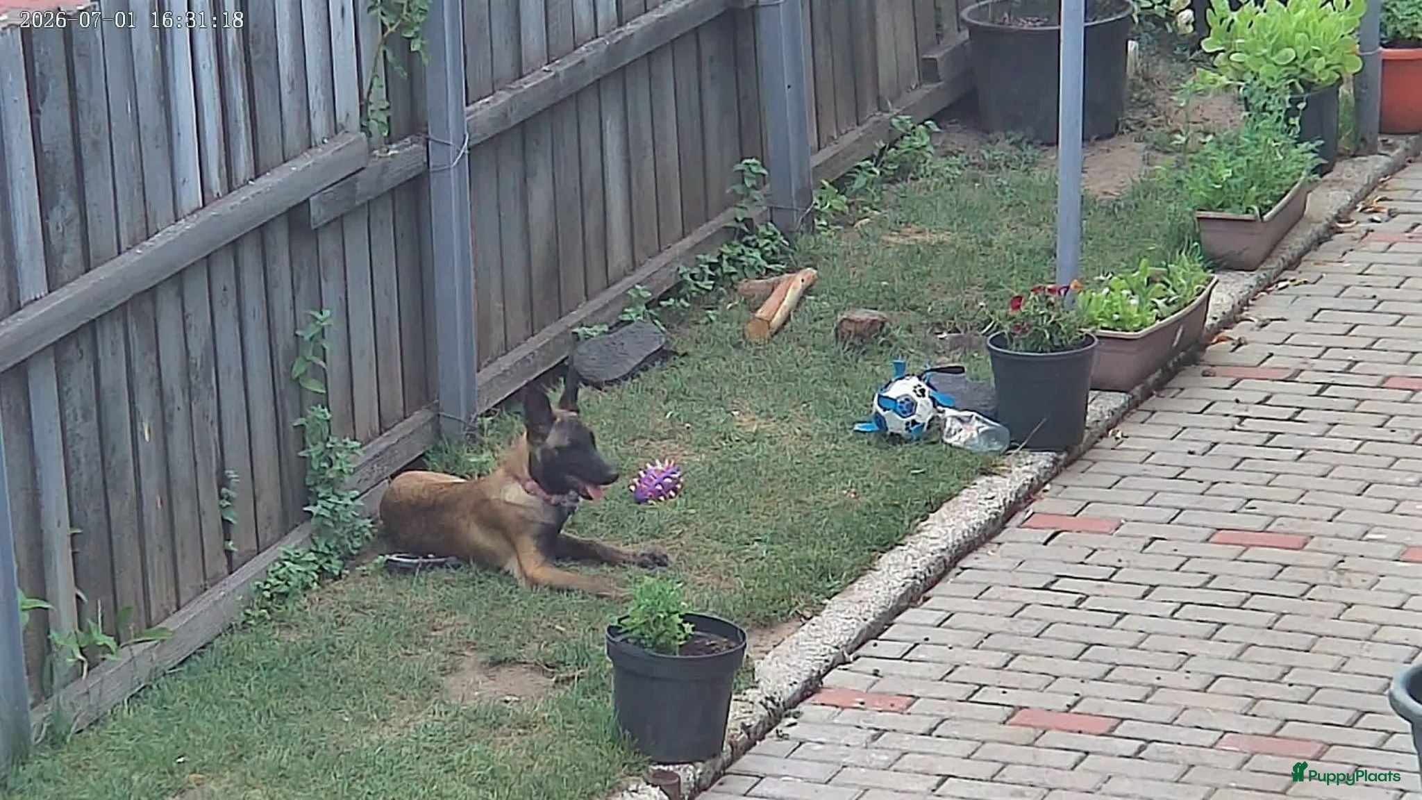 Mechelse Herder honden Kira – Belgian Shepherd (MALINOIS) - Advertentie 2