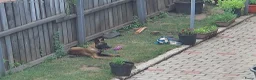 Mechelse Herder honden te koop: Kira – Belgian Shepherd (MALINOIS) - Advertentie 2