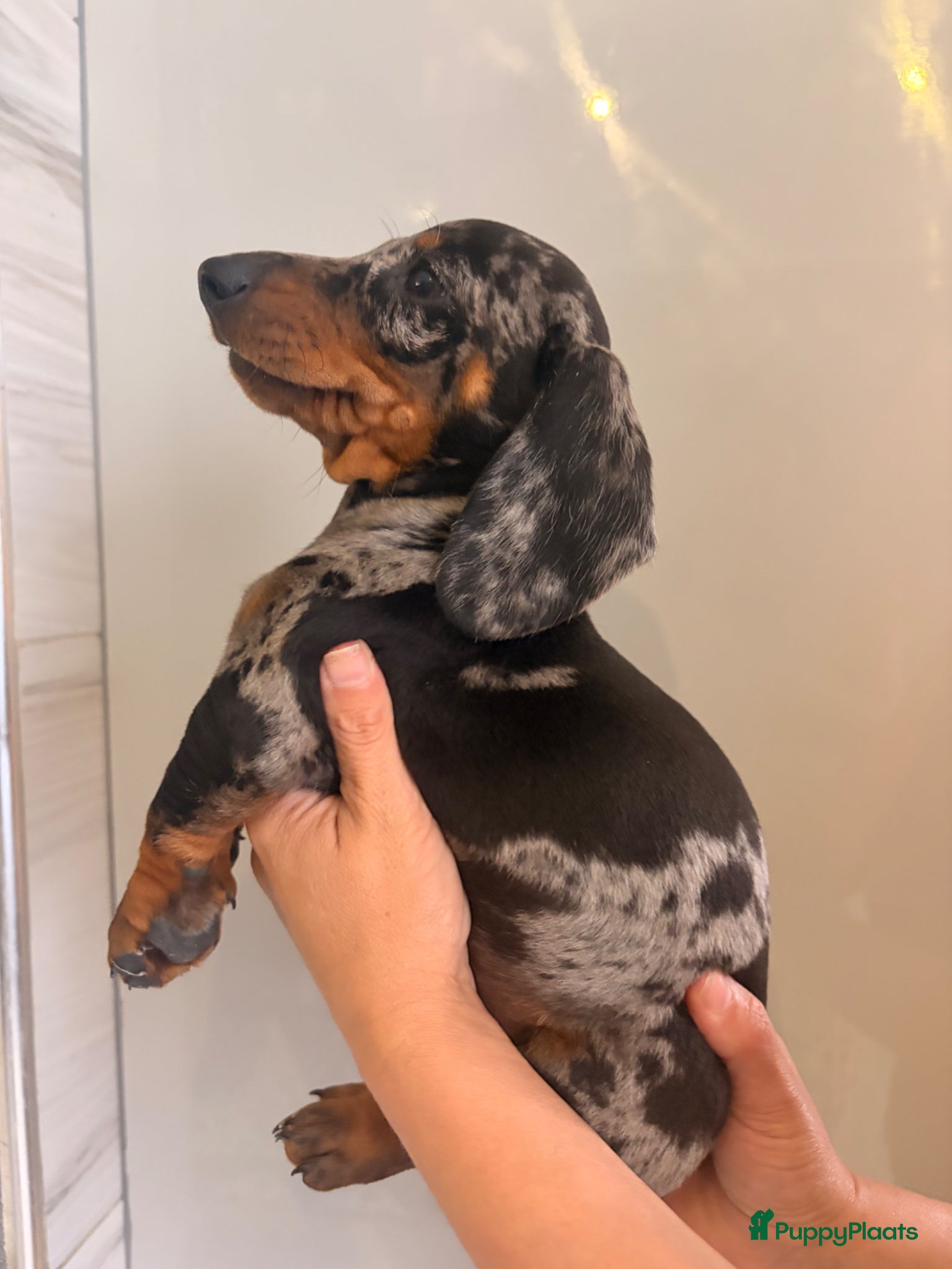 Teckel (korthaar)  honden te koop: Dwerg teckel pupjes. - Advertentie 6