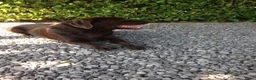 Labrador Retriever honden ter dekking: Staat ter dekking zeer mooie labrador reu - Advertentie 3