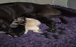 Pomchi honden te koop: Pomchi pups - Afbeelding 6