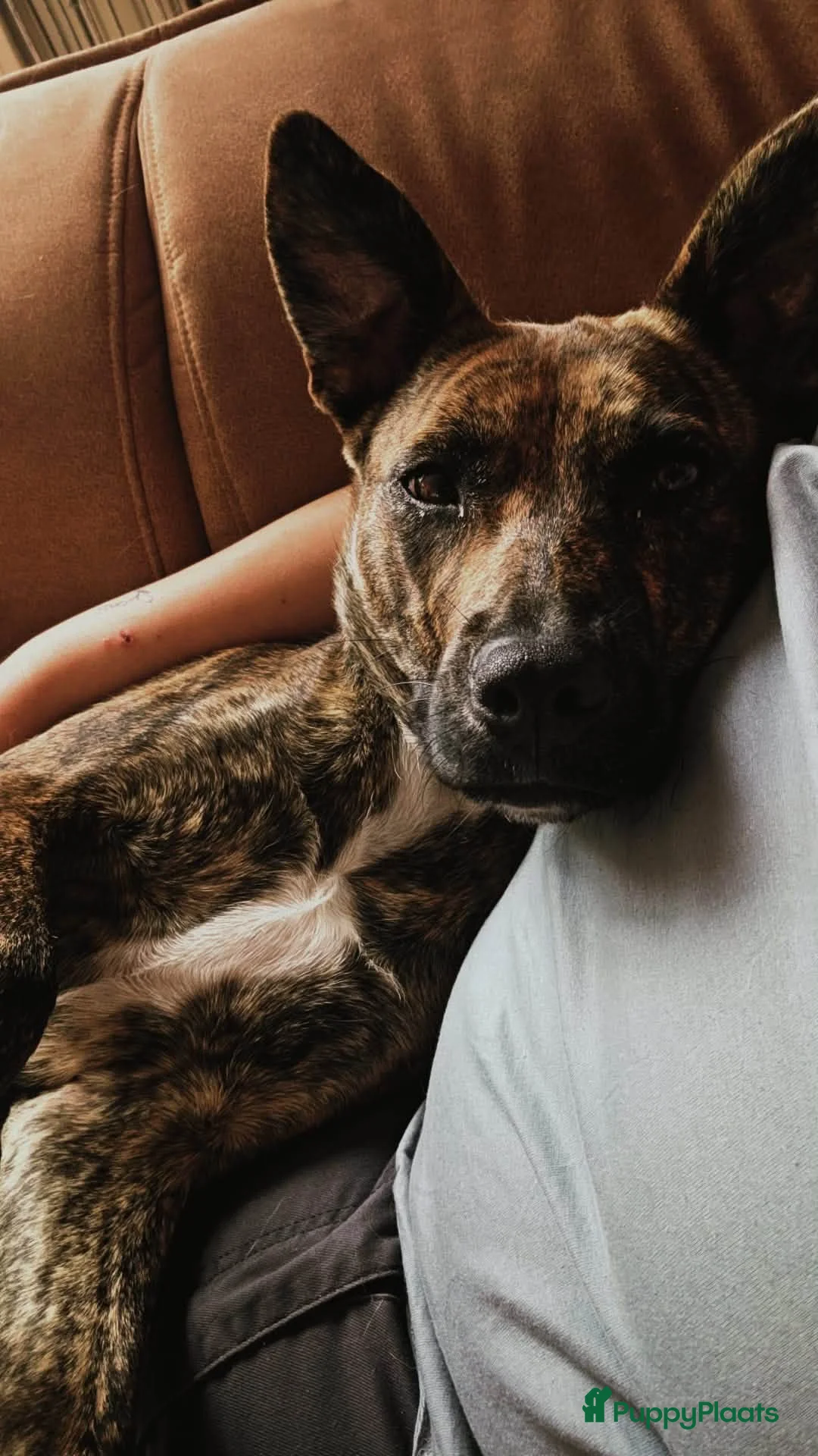 American Staffordshire Terriër honden ter adoptie: Tara (Tima)  - Advertentie 6