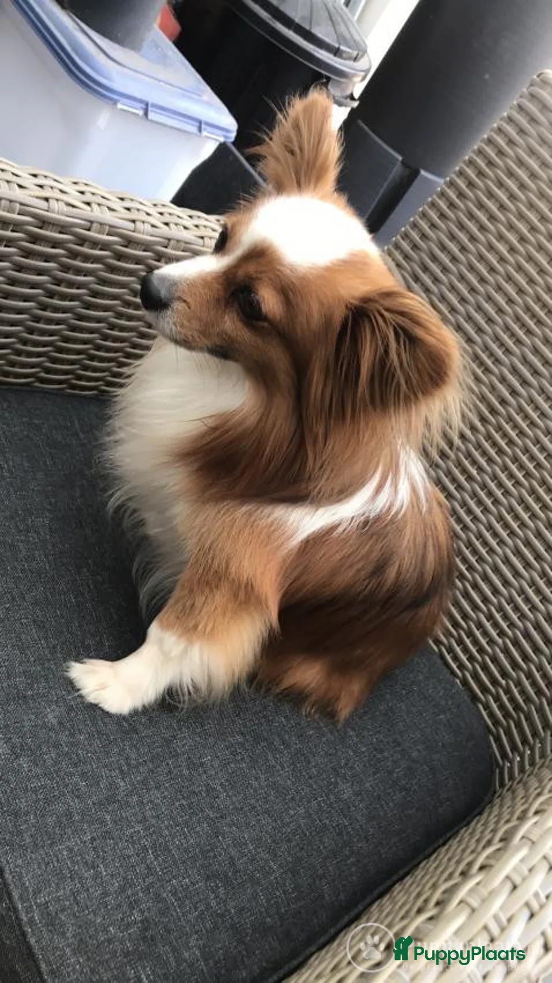 Kruising honden ter dekking: Dekreu vlinder/chihuahua zwart/wit/bruin. in Roermond - Advertentie 5