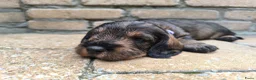 Ruwhaar Teckel honden te koop: Ruwharige teckel pup (standaard) - Advertentie 24