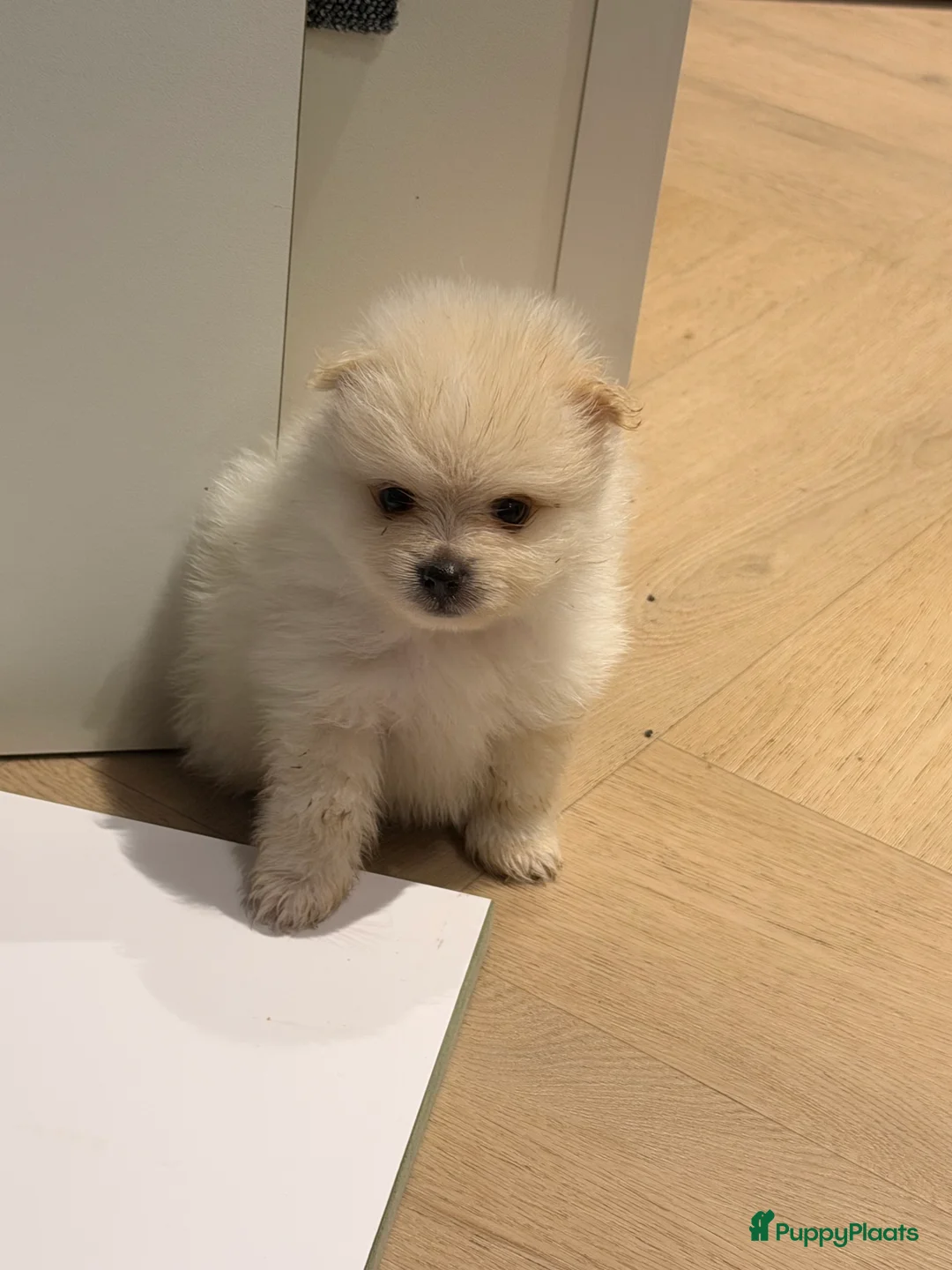 Pomeriaan honden te koop: Pomeriaan pups - Advertentie 7