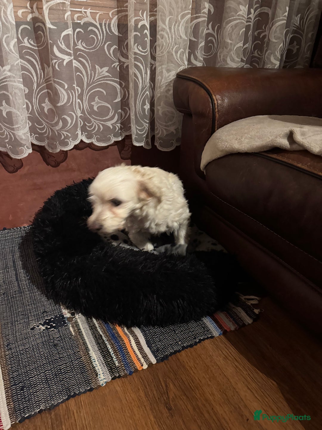 Kruising honden te koop: 7 weken oude Bichon Frise-puppy's - Advertentie 13