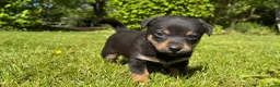 Jack Russel Terriër honden te koop: Prachtige Jack Russel Puppy’s  - Advertentie 17