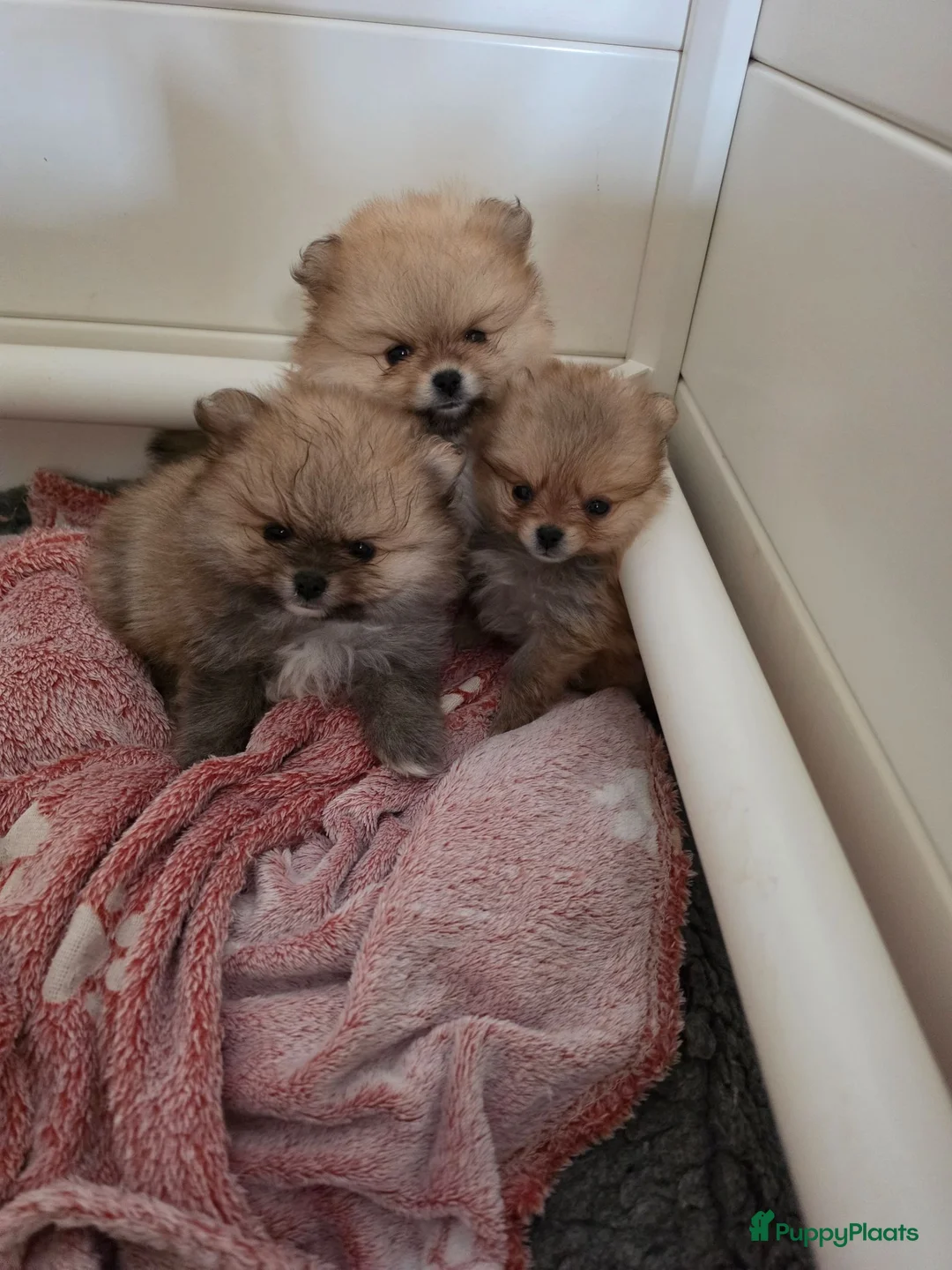 Pomeriaan honden te koop: Pomeriaan pups Nederlandse  - Advertentie 2