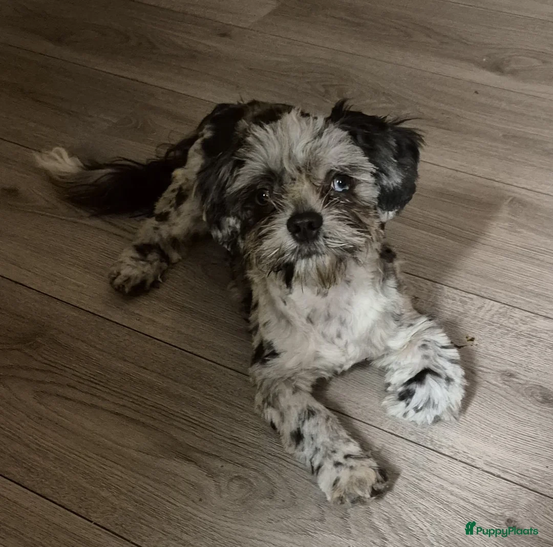 Shihpoo honden te koop: Shipoo pups  - Advertentie 12