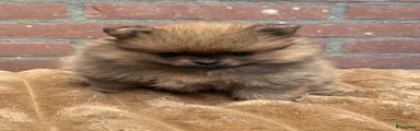 Pomeriaan Puppy 3