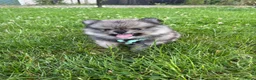 Pomeriaan honden te koop: De spelende pomeriaantjes wachten op jou - Advertentie 6