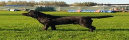 Labrador Retriever honden te koop: Raszuivere zwarte labradorpups - Advertentie 10
