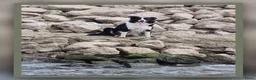 Border Collie honden te koop: Prachtige, Border Collie pups, 100% raszuiver! - Advertentie 6